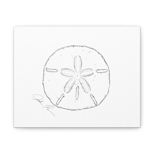 Sand Dollar Illustration - Canvas Gallery Wrap
