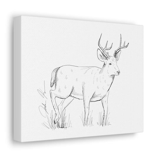 Whitetail Buck Illustration - Canvas Gallery Wrap